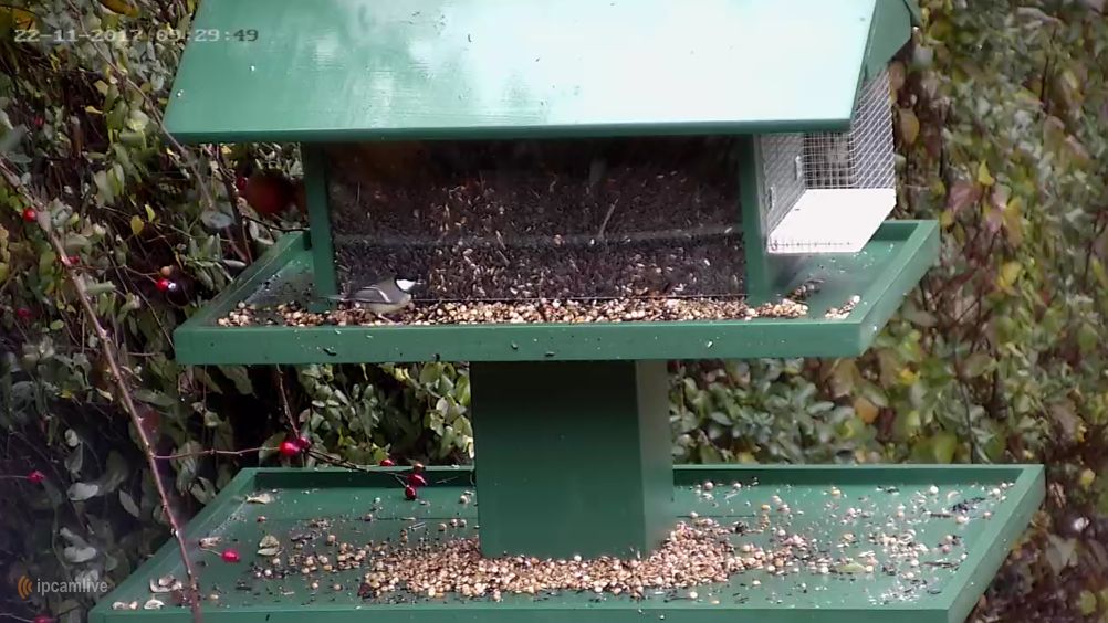Video: Sledujte vtáčiky v Mestskom parku online