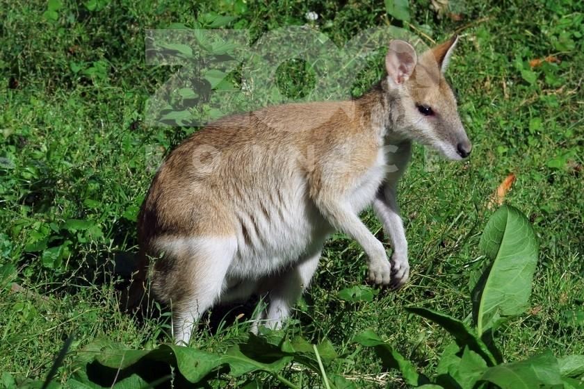 kengura svižná (Notamacropus agilis)