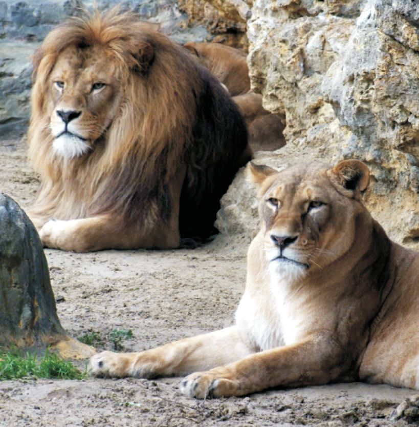 Levíčatá zoo Bojnice