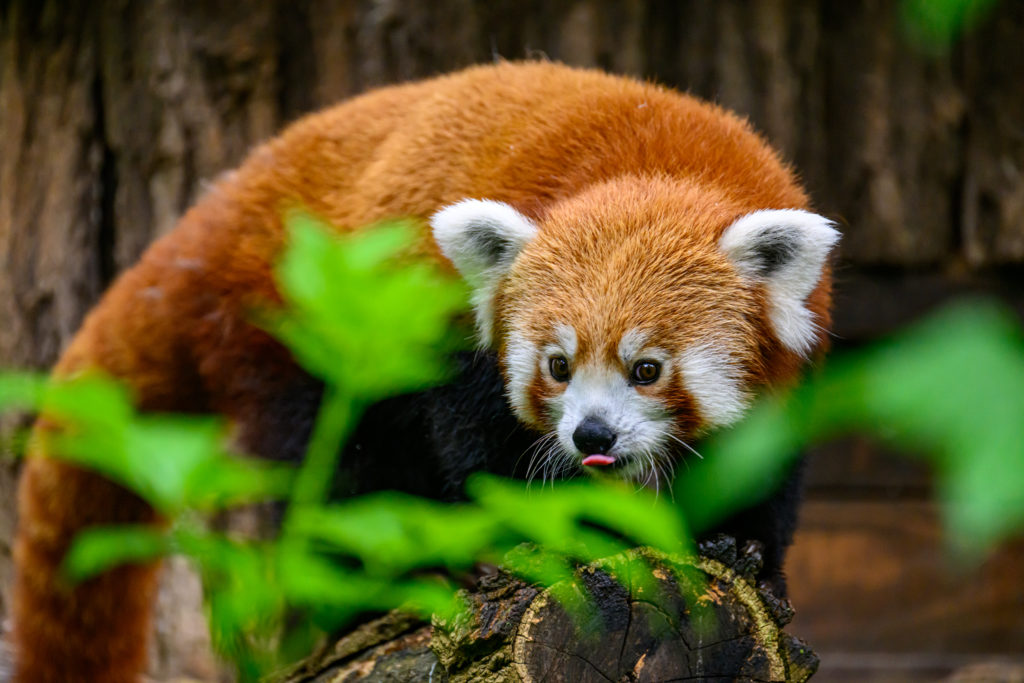 Video: Najnovším obyvateľom zoo Bojnice je panda červená. Volá sa Bambu