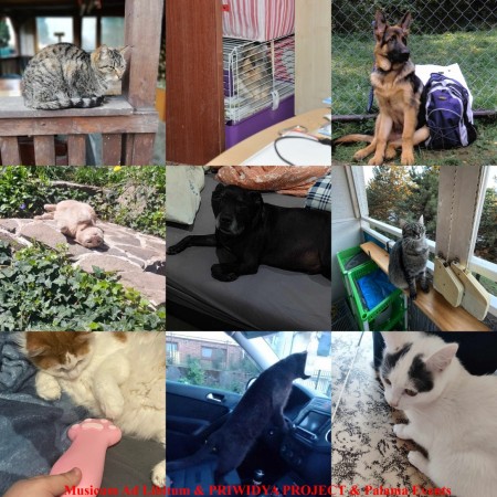 PRE LABKY - 1. ročník benefičného festivalu pre pomoc zvieratkám bez domova - Bojnice 18