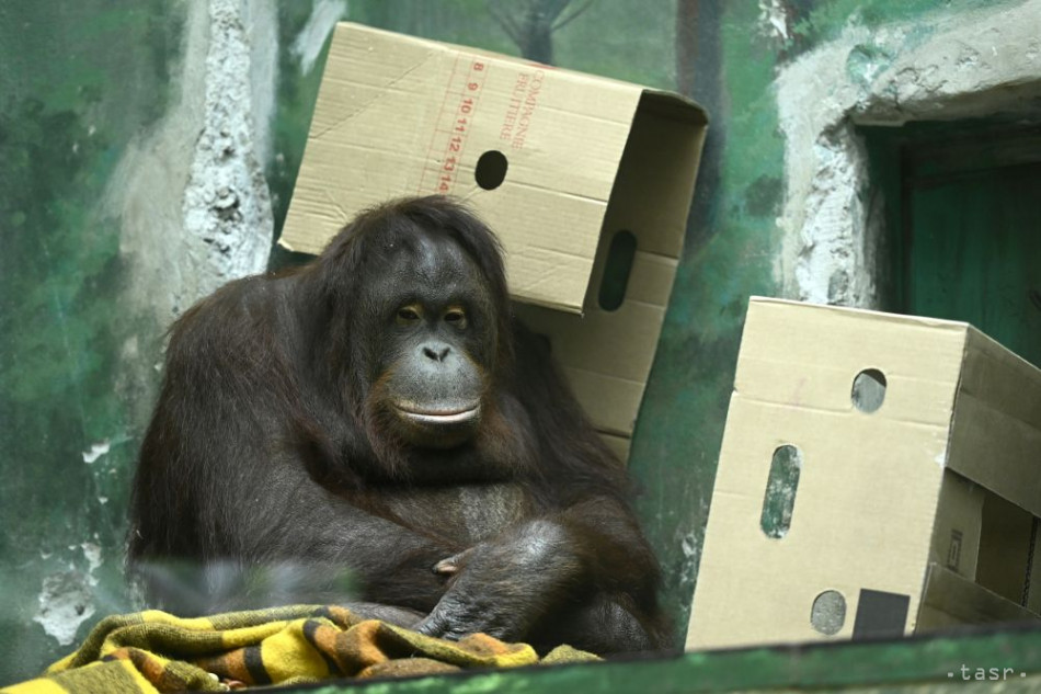 Zoo Bojnice chce zrekonštruovať pavilón opíc ešte v tomto roku
