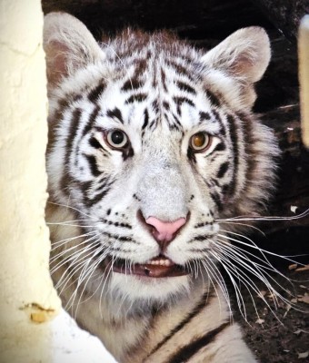 Video: V Zoo Bojnice zahynul samec tigra z nelegálneho chovu
