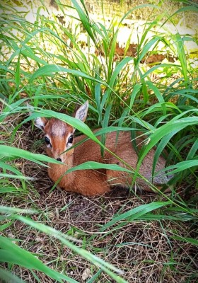 Zoo Bojnice: Stádo antilop sa rozrástlo o ďalšie mláďa