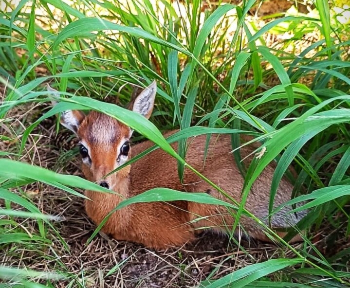 Zoo Bojnice: Stádo antilop sa rozrástlo o ďalšie mláďa