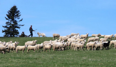 Strihači oviec sa na majstrovstvách na Farme pod Vtáčnikom pokúsia zlepšiť slovenský rekord