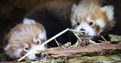 V Zoo Bojnice sa narodili dve mláďatá pandy červenej
