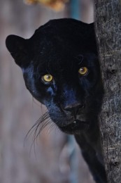 V Zoo Bojnice uspali jaguára Dianu, do zoo prišla z nelegálneho chovu 0