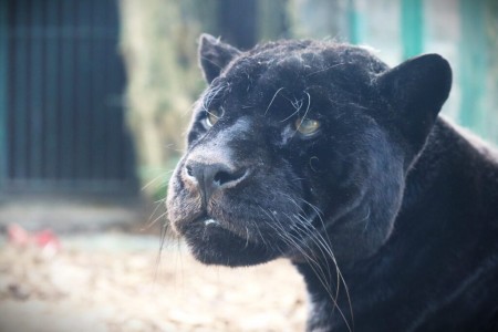 V Zoo Bojnice uspali jaguára Dianu, do zoo prišla z nelegálneho chovu 1