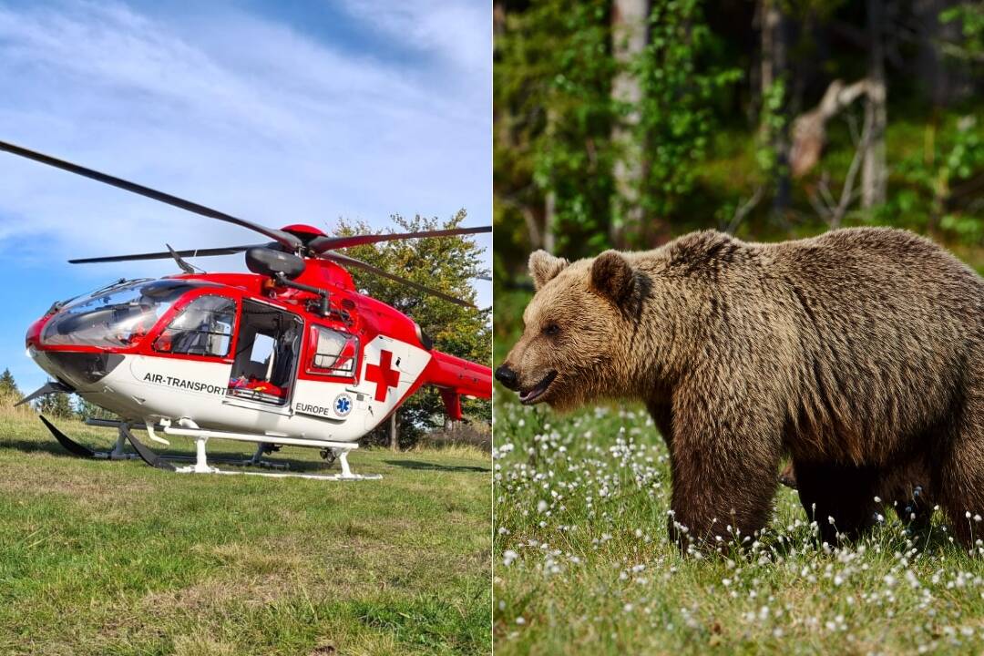 ÚTOK MEDVEĎA: V katastrálnom území obce Kanianka v okrese Prievidza napadol medveď človeka.