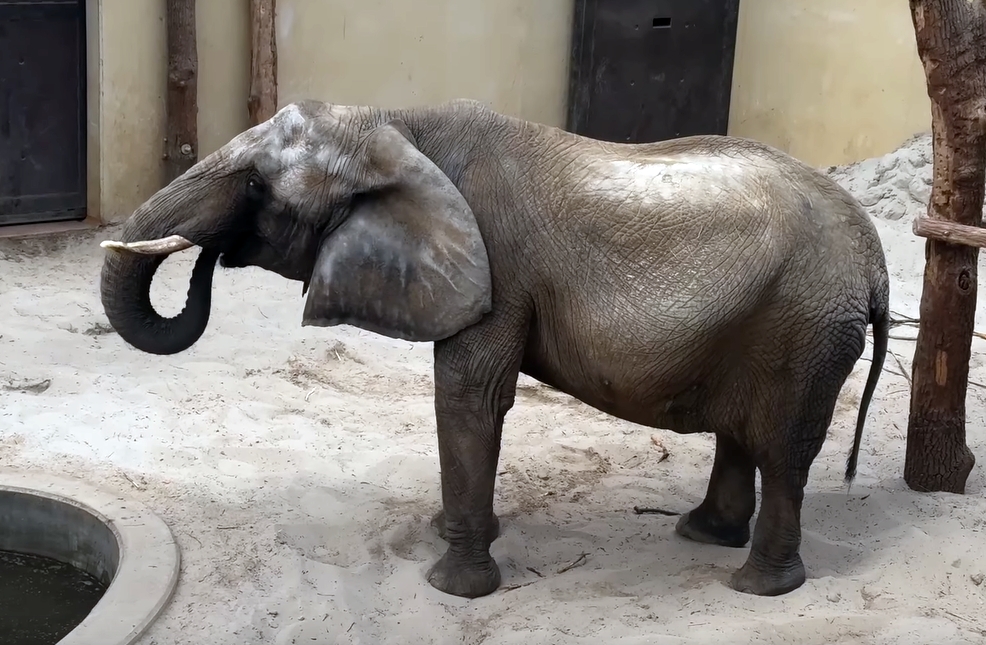 Video: Na opílených konároch z ovocných stromov od záhradkárov si v tomto čase v ZOO Bojnice pochutia nielen slony